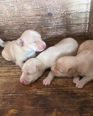 Cani da caccia - Podenco Andaluso