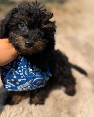 cucciolo barboncino Phantom mini