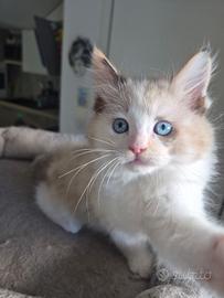 Cucciolo Ragdoll