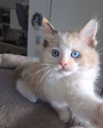 Cucciolo Ragdoll