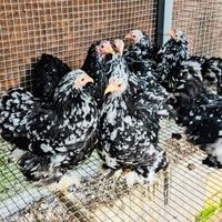 Galline cocincina nana nero picchettato