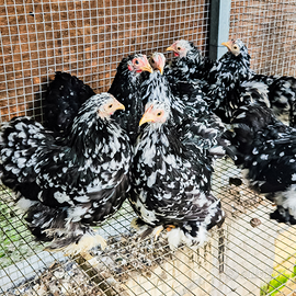 Galline cocincina nana nero picchettato