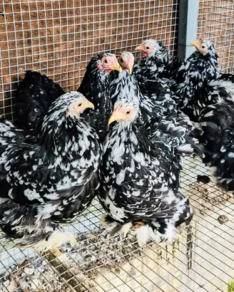 Galline cocincina nana nero picchettato