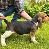 Cuccioli Beagle