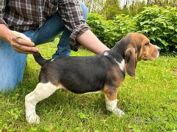 Cuccioli Beagle