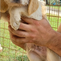 Cucciolo briquet vandeano