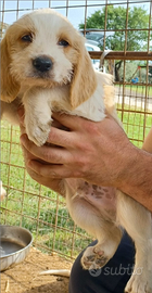 Cucciolo briquet vandeano