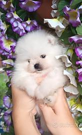 spitz di pomerania mini