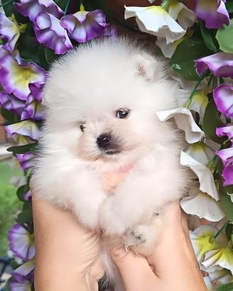 spitz di pomerania mini