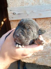 Cuccioli di cane corso