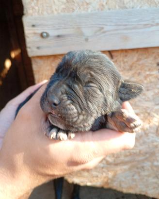 Cuccioli di cane corso