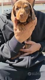 Cucciolo di Bassotto cioccolato