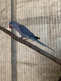 Parrocchetto dal collare