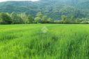 ter-agricolo-a-revine-lago