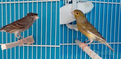 Canarini timbrado spagnolo