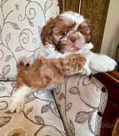 Cucciolo Shitzu maschietto (Shih Tzu furbo)