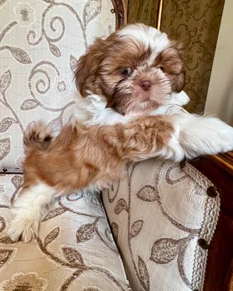 Cucciolo Shitzu maschietto (Shih Tzu furbo)
