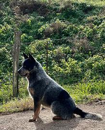 Monta cattle dog