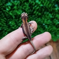 Geco auriculatus