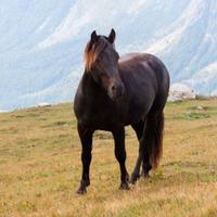 Magnifico pony connemara x merens