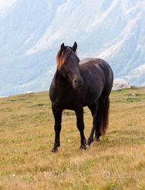 Magnifico pony connemara x merens