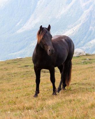 Castrone 4 anni polivalente connemara x merens