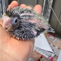 Pulli calopsite maschi e femmine