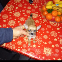 Micro cucciolo di chihuahua toy
