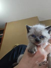 Gattini siamese occhi blu