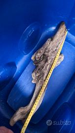 legno radice acquario 50cm