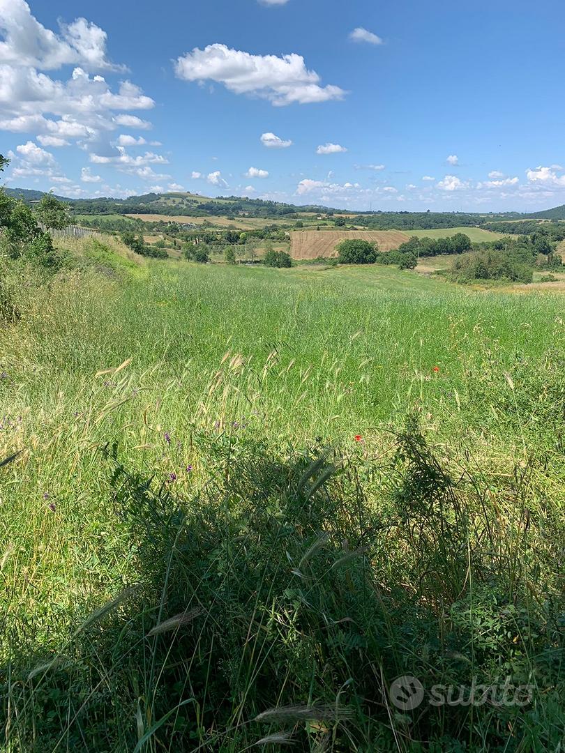 Terreno agricolo Trevignano Romano - Vista 4