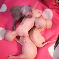 Cuccioli di Canadian Sphynx