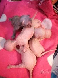Cuccioli di Canadian Sphynx
