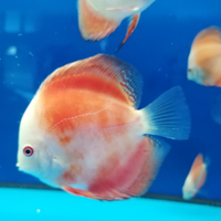 Discus
