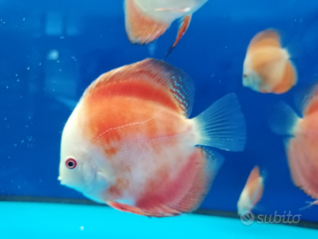 Discus