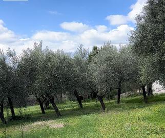 Alberi di ulivo