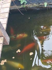 carpe koi