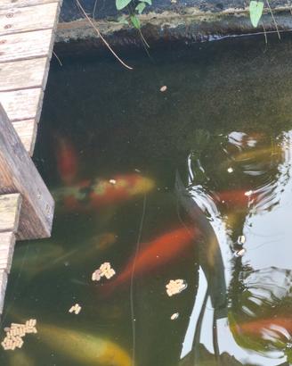 carpe koi