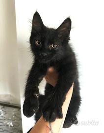 Piccolo gatto nero