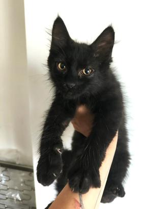 Piccolo gatto nero