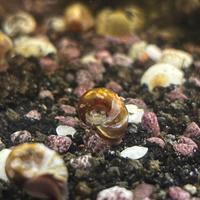 Planorbarius di varie tipologie