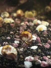 Planorbarius di varie tipologie