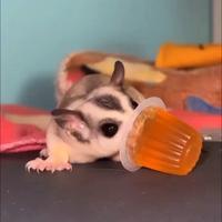 Petauri dello zucchero