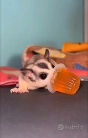 Petauri dello zucchero