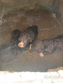 Maurizio 334/7919863