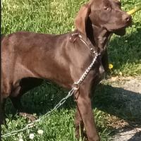 Disponibile cucciola di Bracco Tedesco