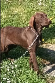 Disponibile cucciola di Bracco Tedesco