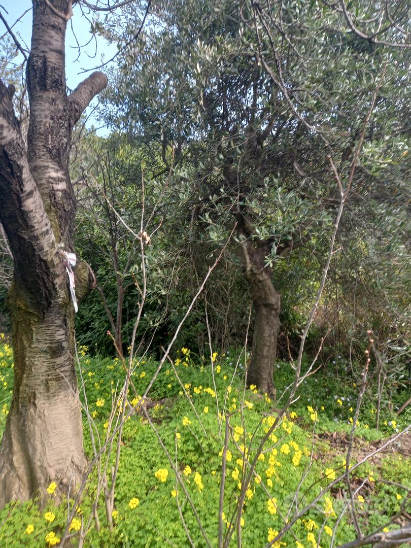 Tre porzioni di terreno zona San Giovanni- Sanremo - Vista 4