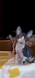 Cucciolo don sphynx
