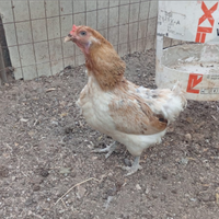Galline